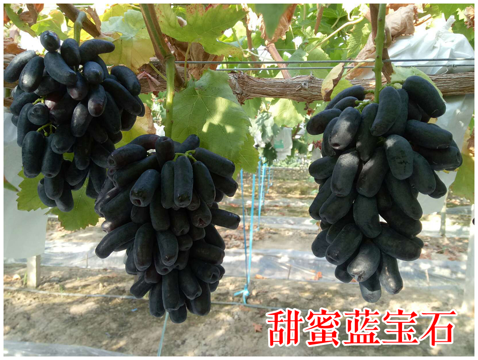 1567062165581744_55_副本.jpg