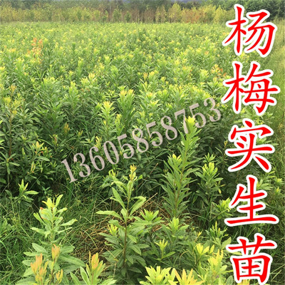 砧木-杨梅实生苗