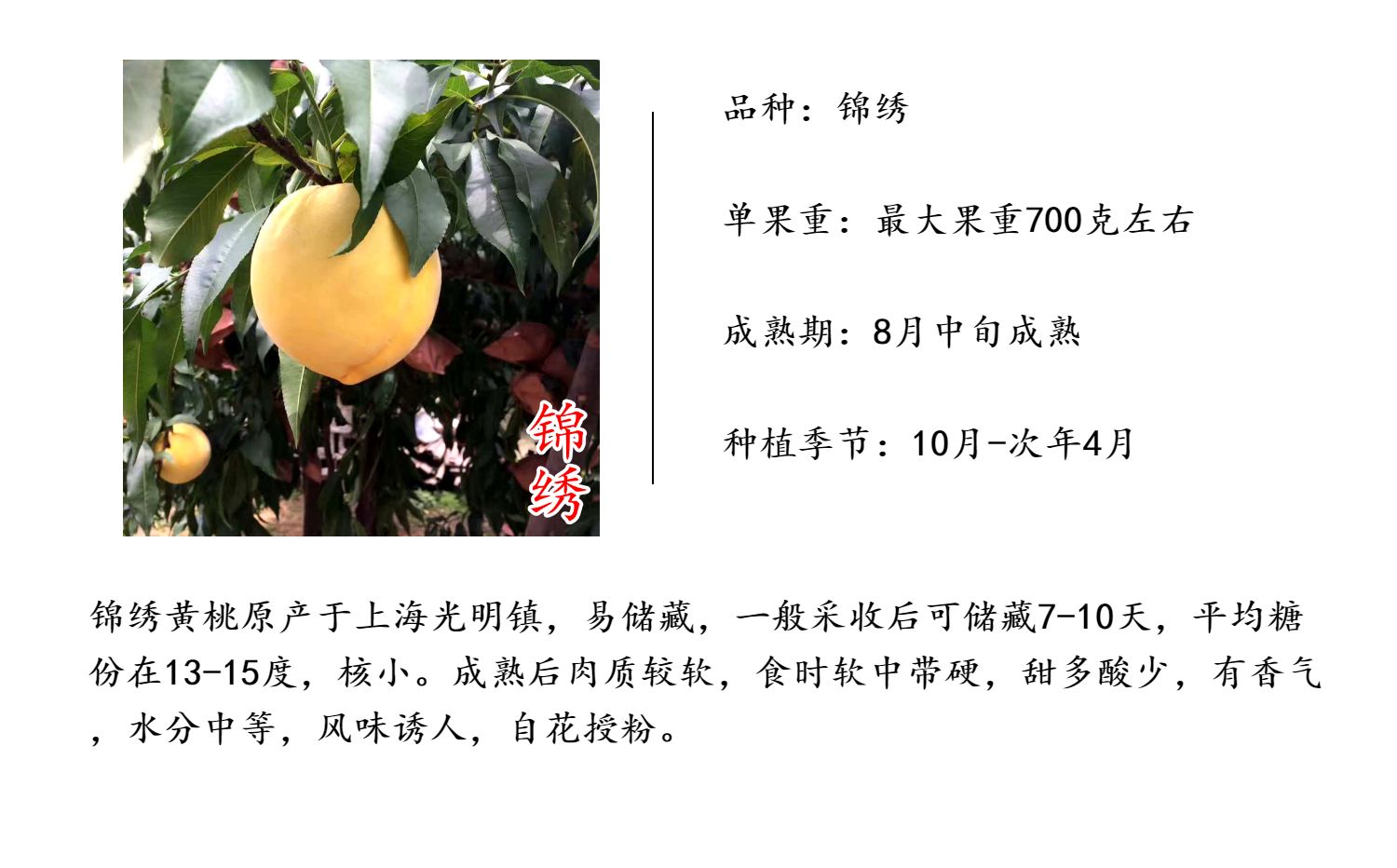 锦绣.jpg