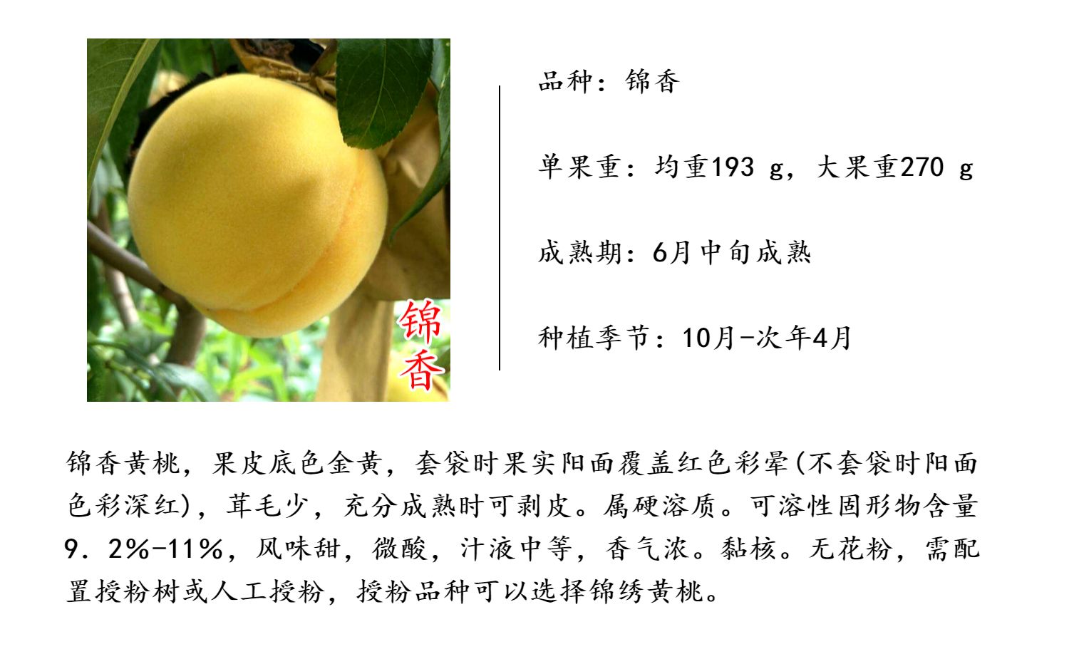 锦香.jpg