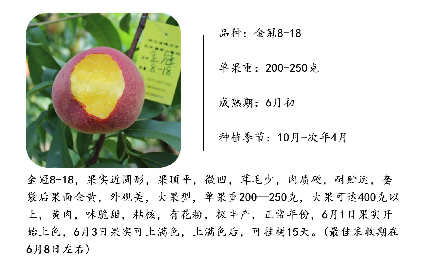 金冠8-18.jpg