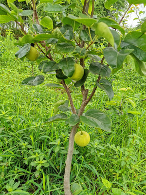 梨树结果大树（多年生）