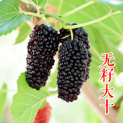 果桑-无籽大十果桑苗