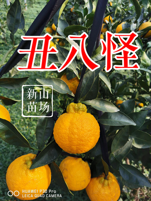 不知火（丑八怪）桔苗