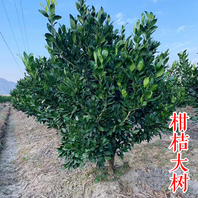 柑桔结果大树（多年生）