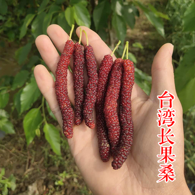 果桑-台湾长果桑苗