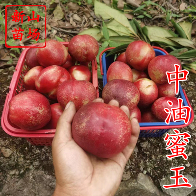 中油蜜玉油桃苗
