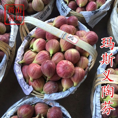 玛斯义陶芬无花果苗
