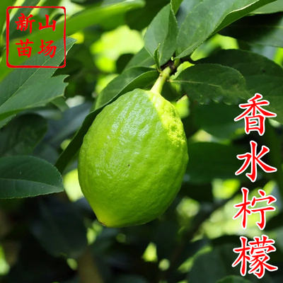 香水柠檬苗