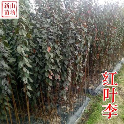 种花木-红叶李小苗