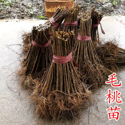 砧木-毛桃苗