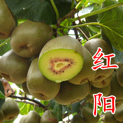 红阳猕猴桃苗