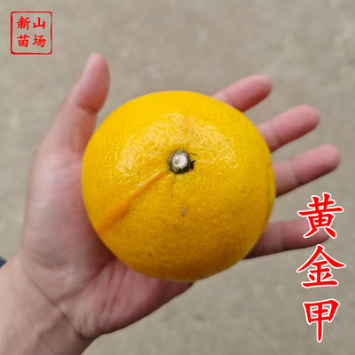 黄金甲桔苗