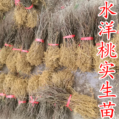 砧木-水杨桃苗