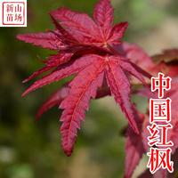 种花木-中国红枫