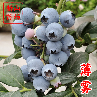 蓝莓-薄雾蓝莓苗（密斯梯）