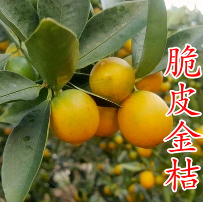 脆皮金桔苗