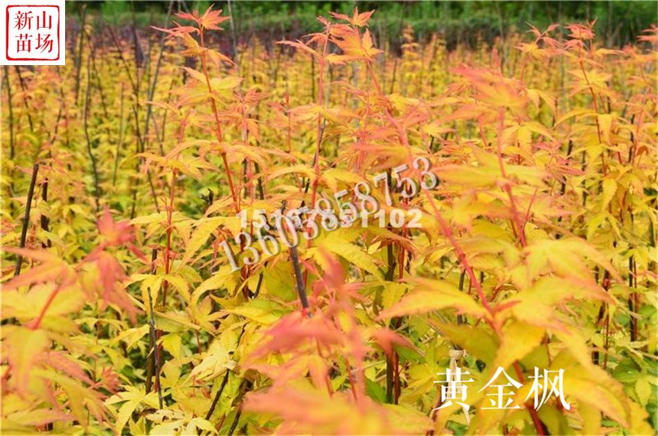 嵊州市新山苗场