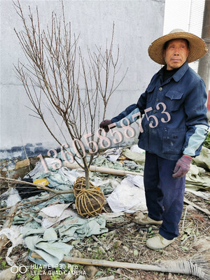 李子结果大树（多年生）