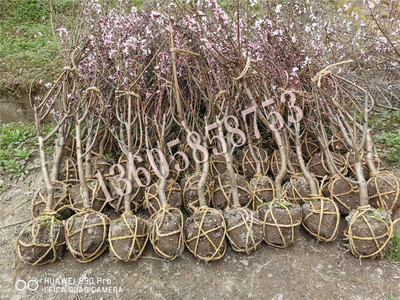 桃子结果大树（多年生）