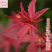 种花木-日本红枫（红舞姬）