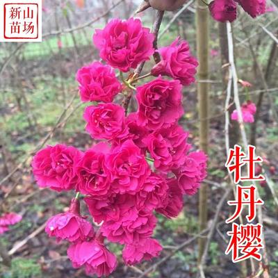 种花木-台湾牡丹樱花
