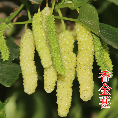 果桑-香金葚果桑苗