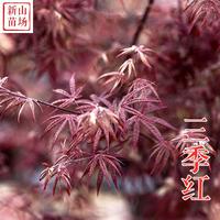 种花木-三季红红枫苗（常年红）