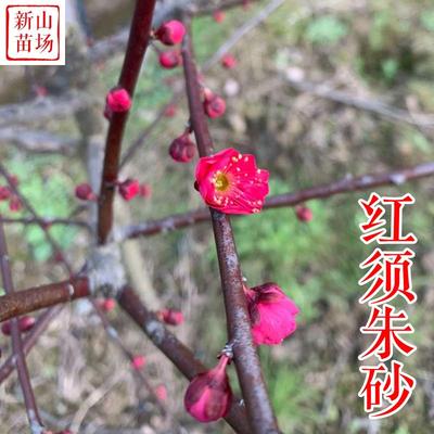 种花木-红须朱砂梅