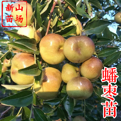 枣树-蟠枣苗