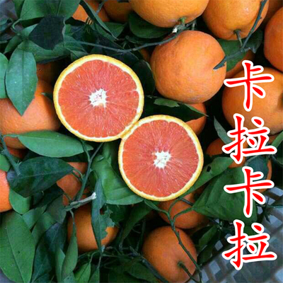 红肉脐橙苗（卡拉卡拉）