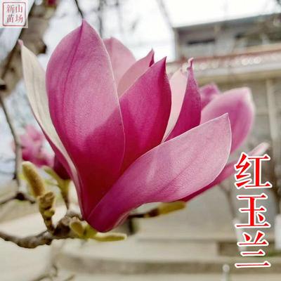 种花木-红玉兰（红运玉兰）