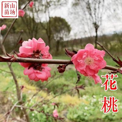 种花木-花桃小苗