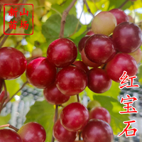 葡萄-红宝石RubyCrisp圆叶葡萄苗(1)