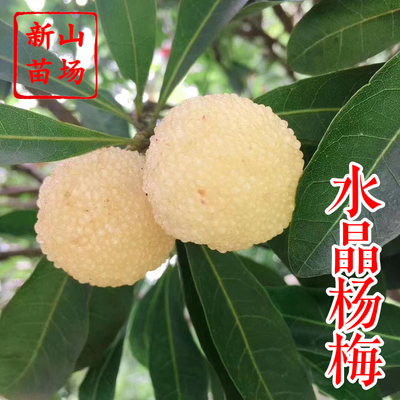 杨梅-水晶杨梅苗（白杨梅苗）