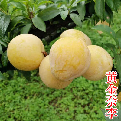黄金奈李子苗