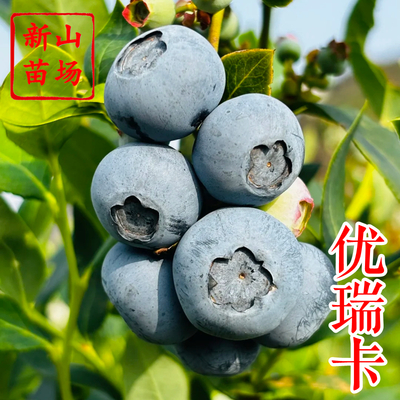 蓝莓-优瑞卡蓝莓苗
