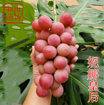 葡萄-妮娜皇后葡萄苗