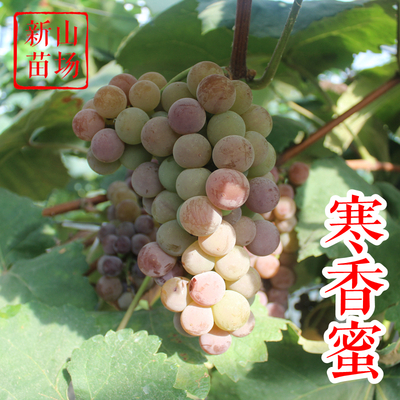 葡萄-寒香蜜葡萄苗