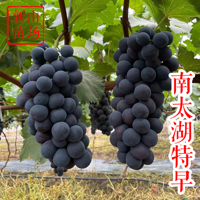 葡萄-南太湖特早葡萄苗