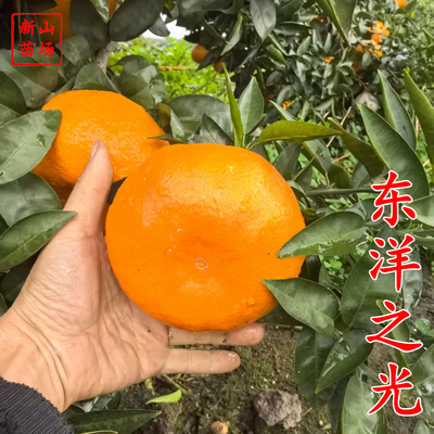 东洋之光桔苗