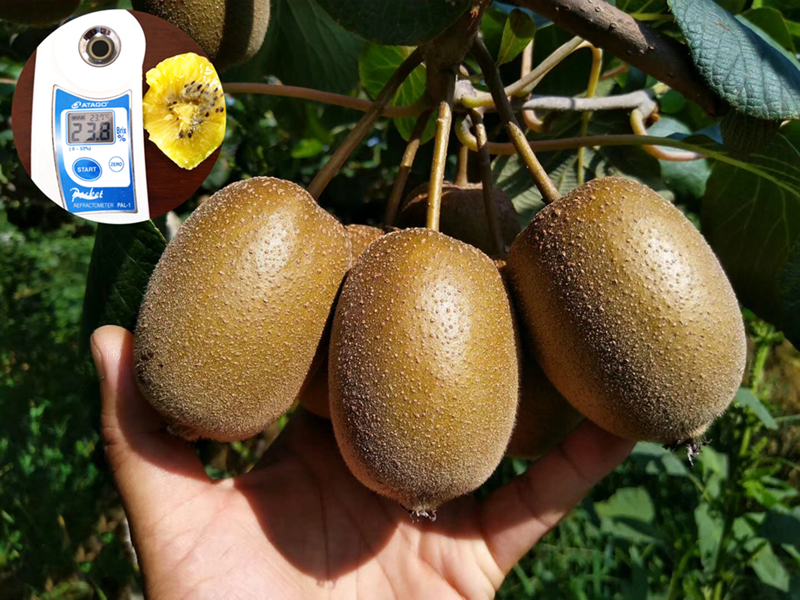 黄G9魅力金果猕猴桃苗