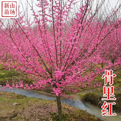 种花木-红梅苗（骨里红梅）