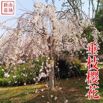 种花木-八重红垂枝樱花