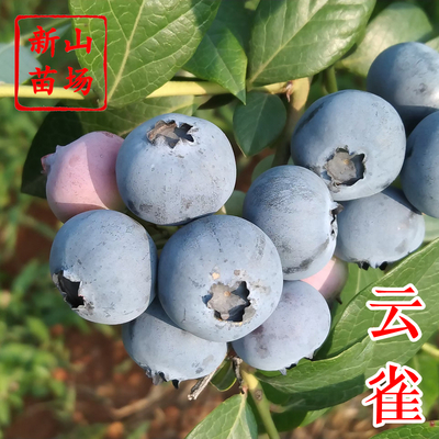 蓝莓-云雀蓝莓苗