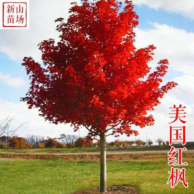 种花木-美国红枫树