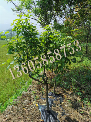 柿子结果大树（多年生）