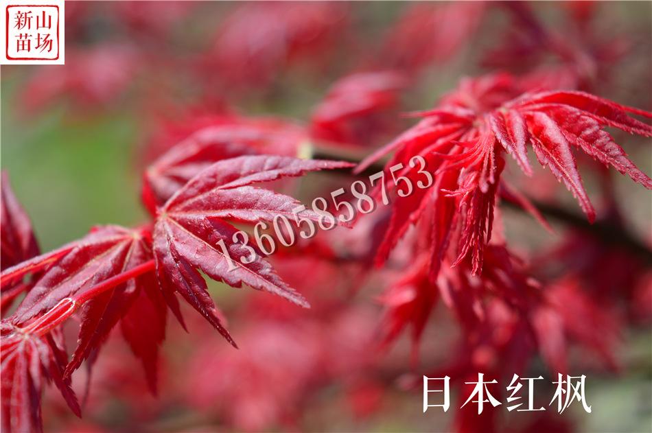日本红枫25.jpg