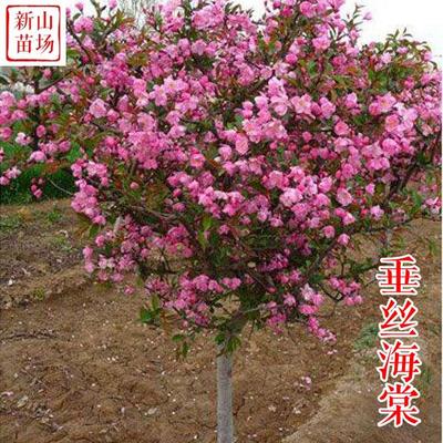 种花木-垂丝海棠小苗