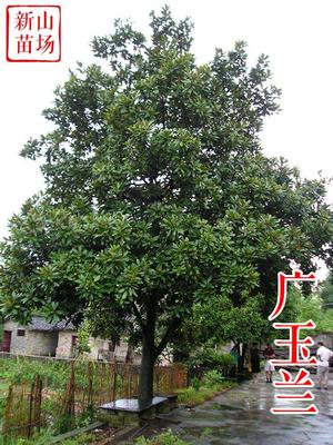 种花木-广玉兰树